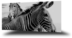 flash background rotate Free Flash Gallery